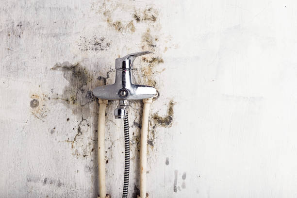 Best Local Mold Removal Service  in Arcola, VA
