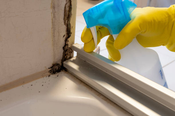 Trusted Arcola, VA Mold Removal Experts