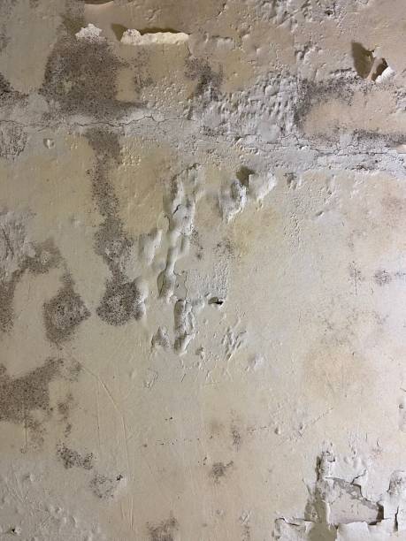 Best Mold Removal Near Me  in Arcola, VA