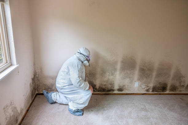 Best Mold Remediation  in Arcola, VA