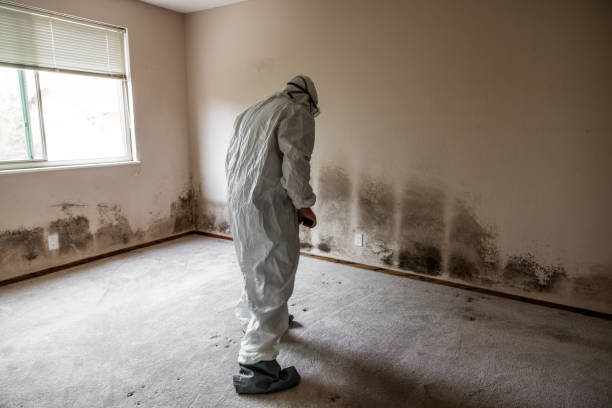 Best Mold Testing and Removal  in Arcola, VA