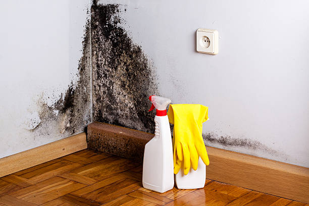 Best Black Mold Removal  in Arcola, VA