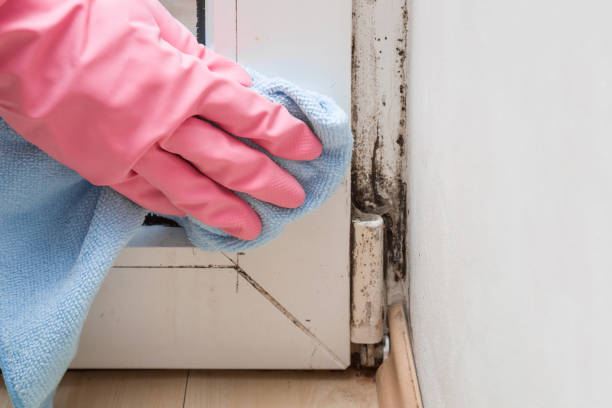 Home Mold Removal in Arcola, VA