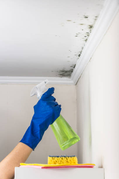 Best Commercial Mold Removal  in Arcola, VA