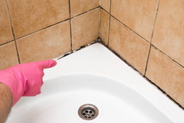 Best Certified Mold Removal  in Arcola, VA