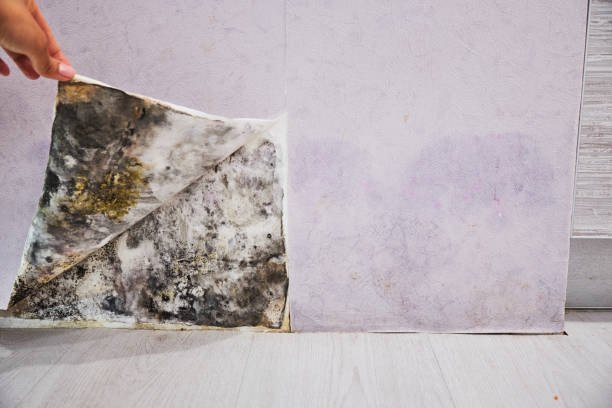 Best Attic Mold Removal  in Arcola, VA
